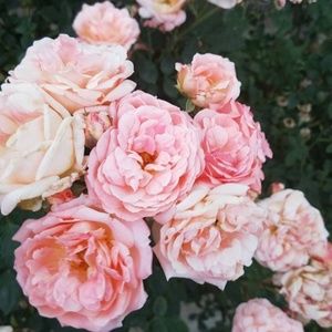 Meet your Posher, Victoria